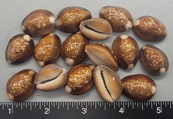 Snakehead Cowries - 25mm to 30mm - 16pcs