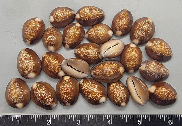 Snakehead Cowries - 22mm to 26mm - 16pcs