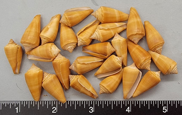 Caramel Latte Cones - 22mm to 26mm - 24pcs