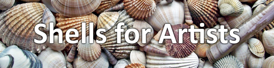 Shells for Artists