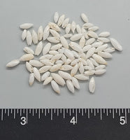 Traditional White Rice Shells from Florida - 5mm to 8mm - 2.5"x2.5" bag