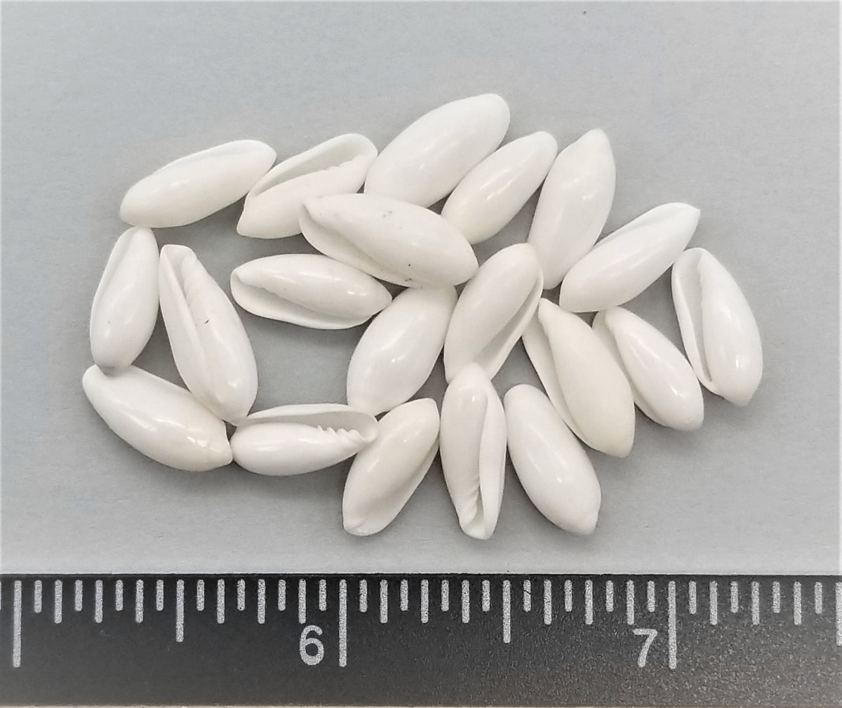 Giant White Rice - 150pcs - 12mm to 14mm - 150 pcs – Shells for Artists