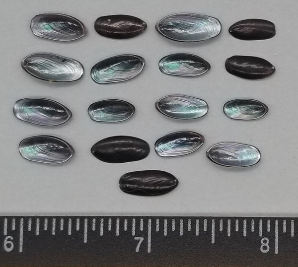 Black False Abalone - 10mm to 14mm - 20pcs