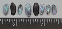 Black False Abalone - 10mm to 14mm - 20pcs