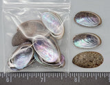 Black False Abalone - 18mm to 24mm - 20pcs