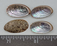 Black False Abalone - 18mm to 24mm - 20pcs