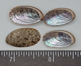 Black False Abalone - 18mm to 24mm - 20pcs