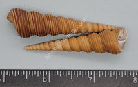 1846 Unicorn Horn Turritella- Brown