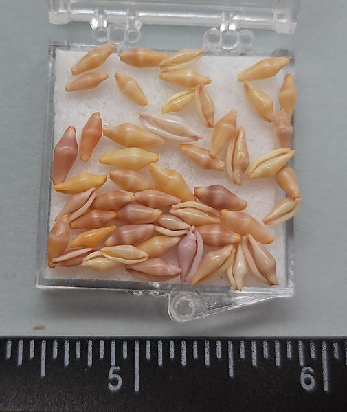 Tiny golden-orange Ovulids- related to cowries - 5mm to 8mm - 50 pcs