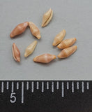 Tiny golden-orange Ovulids- related to cowries - 5mm to 8mm - 50 pcs