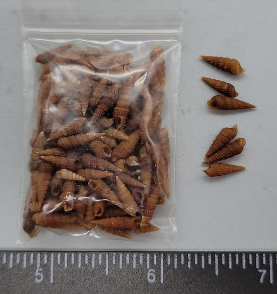 Tiny, deep brown, crisp Turritella shells- very nice! - 8mm to 15mm - 1.5"x2" bag