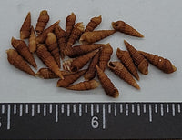 Tiny, deep brown, crisp Turritella shells- very nice! - 8mm to 15mm - 1.5"x2" bag
