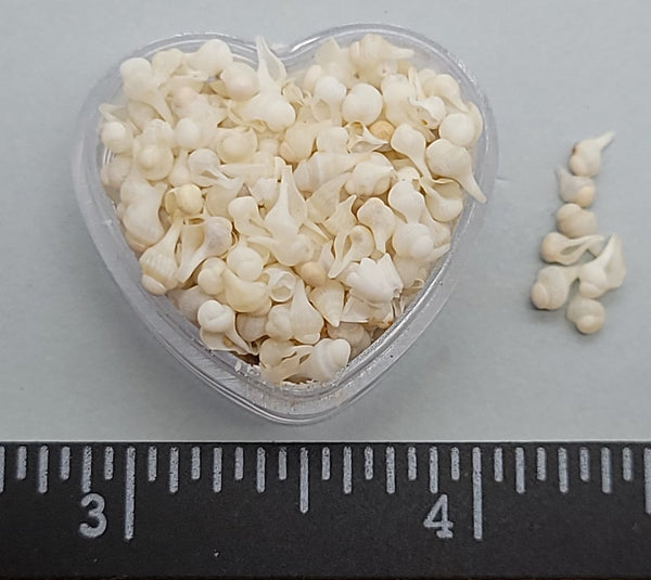 Baby white juvenile Whelk shells - 3mm to 5mm - 1"x 0.5" heart shaped box