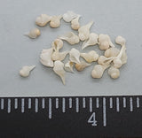 Baby white juvenile Whelk shells - 3mm to 5mm - 1"x 0.5" heart shaped box