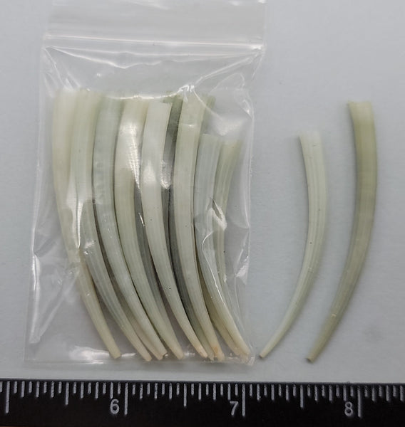 Short Jade Tusk shells