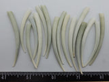 Short Jade Tusk shells