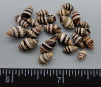 Black and white striped tiny Miter shells - 7mm to 11mm - 2.5"x2.5" bag