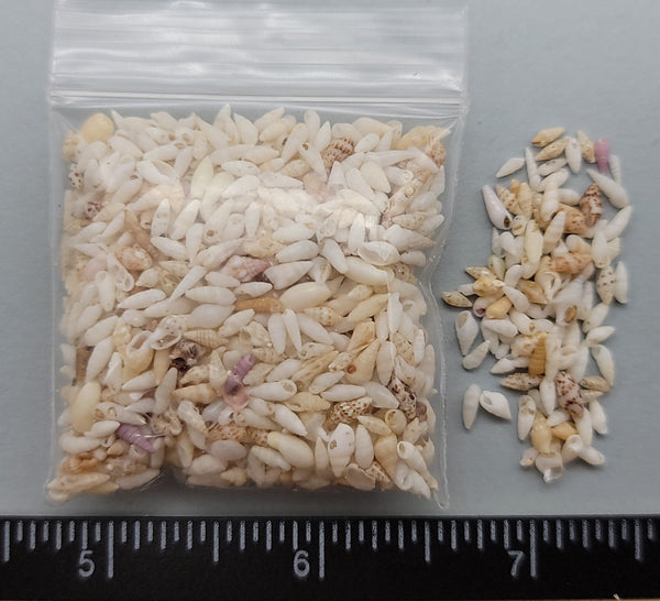 Mixed tiny, mostly white shells from Madagascar - 3mm to 6mm - 2"x2" bag