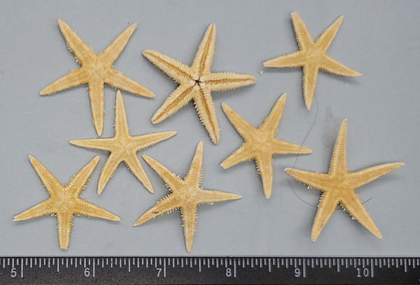 Flat Sea Stars - 1.5" - 8pcs