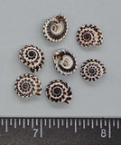 Tiny, Dark Sundial Shells- back/white