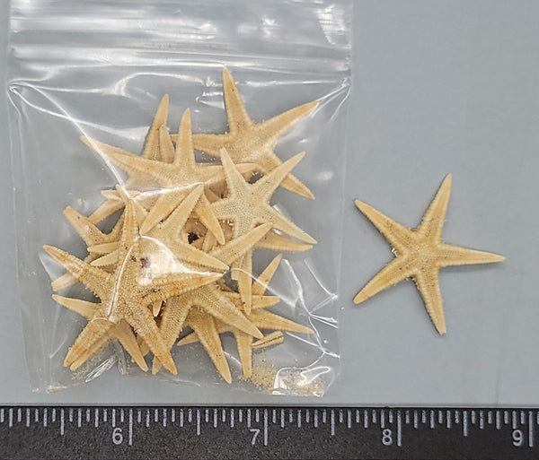 Flat Sea Stars - 24mm to 32mm - 16pcs