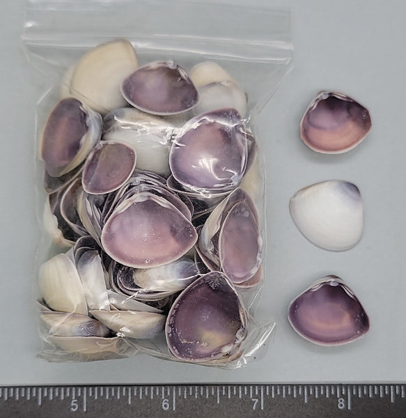 Large Purple Mactra Shells - 15mm to 25mm - 3"x 4" bag