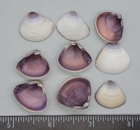 Large Purple Mactra Shells - 15mm to 25mm - 3"x 4" bag