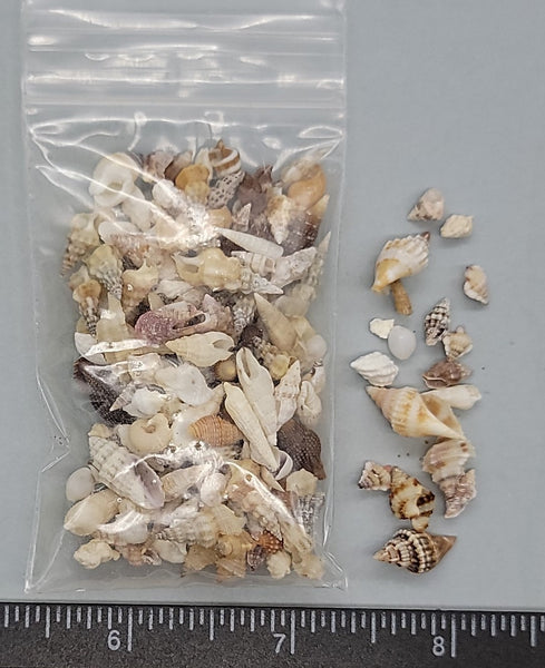 Mixed tiny deep-water shells - 5mm to 15mm - 2" x 3" bag