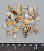 Mixed tiny deep-water shells - 5mm to 15mm - 2" x 3" bag