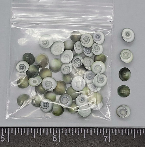 Operculums (snail trap doors) Blue-gray flat side, greenish rounded side - 50pcs