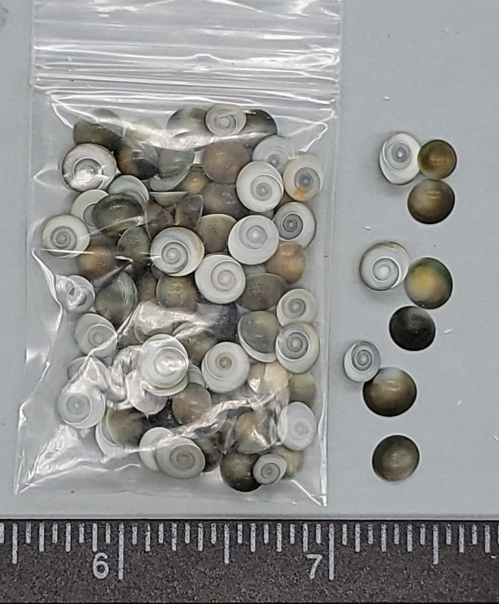 Tiny operculums - 4mm to 6mm - 100pcs – Shells for Artists