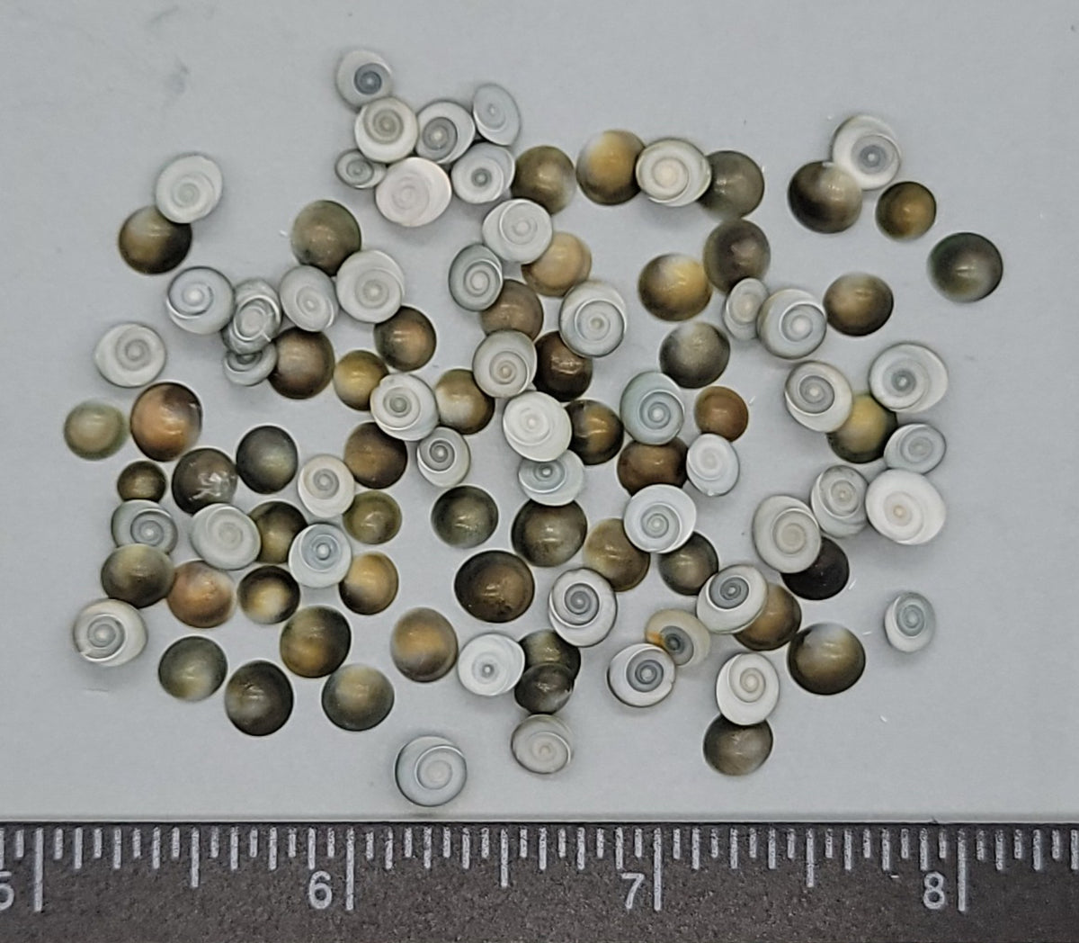 Tiny operculums - 4mm to 6mm - 100pcs – Shells for Artists