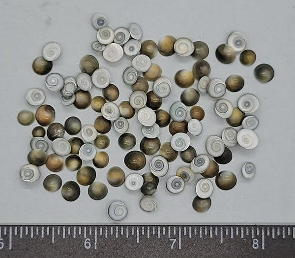 Tiny operculums  - 4mm to 6mm - 100pcs