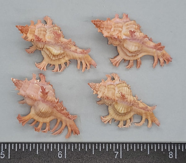 Beautiful, frilly pink Noble Murex - 36mm to 42mm - 4pcs