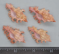 Beautiful, frilly pink Noble Murex - 36mm to 42mm - 4pcs