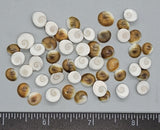 Snail Operculums  - 8mm to 10mm - 50pcs