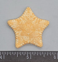 Seasonal Philippine Sea Star - 35mm to 45mm - 1pc