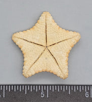 Seasonal Philippine Sea Star - 35mm to 45mm - 1pc