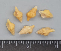 Yellow- orange Baby Horse Conchs- select - 24pcs