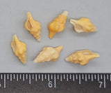 Yellow- orange Baby Horse Conchs- select - 24pcs