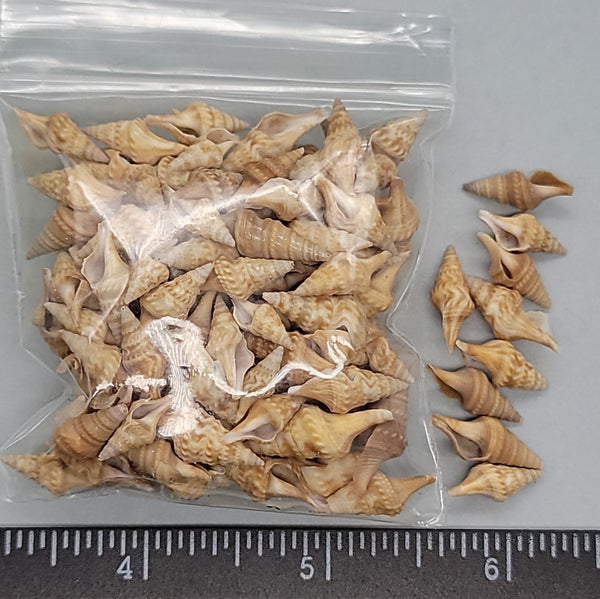 Tiny Turrid Shells - 12mm to 18mm - 2.5"x2.5" bag