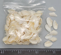 Small White Clams - 9mm to 14mm - 2.5"x2.5" bag