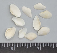 Small White Clams - 9mm to 14mm - 2.5"x2.5" bag