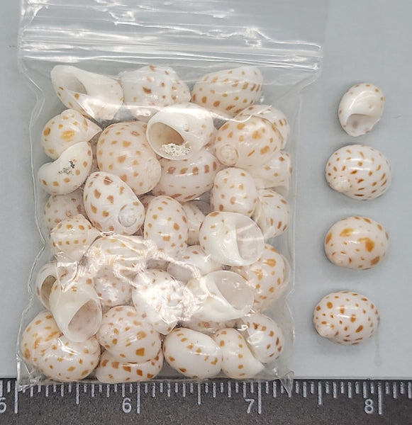 Beautiful, glossy Onca Moon Snails - 8mm to 15mm - 50pcs