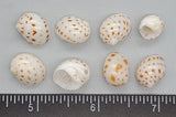 Beautiful, glossy Onca Moon Snails - 8mm to 15mm - 50pcs