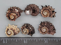 Delphinula Snails - 18mm to 22mm - 20pcs