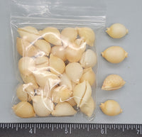 Chickpea Cowries - 14mm to 18mm - 32pcs