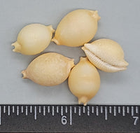 Chickpea Cowries - 14mm to 18mm - 32pcs
