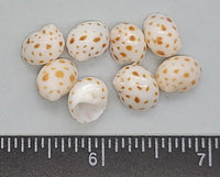 Glossy, tiny Onca Moon Shells- beautiful! - 9mm to 12mm - 32pcs