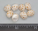 Glossy, tiny Onca Moon Shells- beautiful! - 9mm to 12mm - 32pcs
